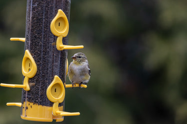 Bird Nyjer Seed Feeders